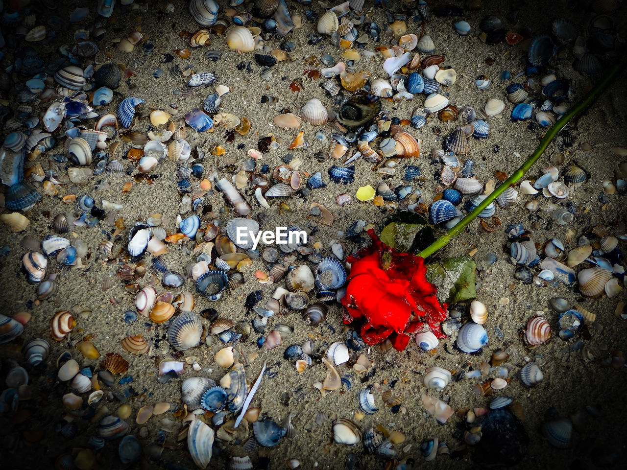 HIGH ANGLE VIEW OF RED ROSE ON STONE