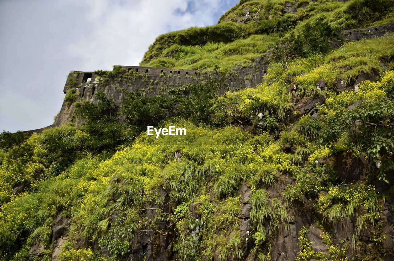 LOW ANGLE VIEW OF PLANTS ON MOUNTAIN