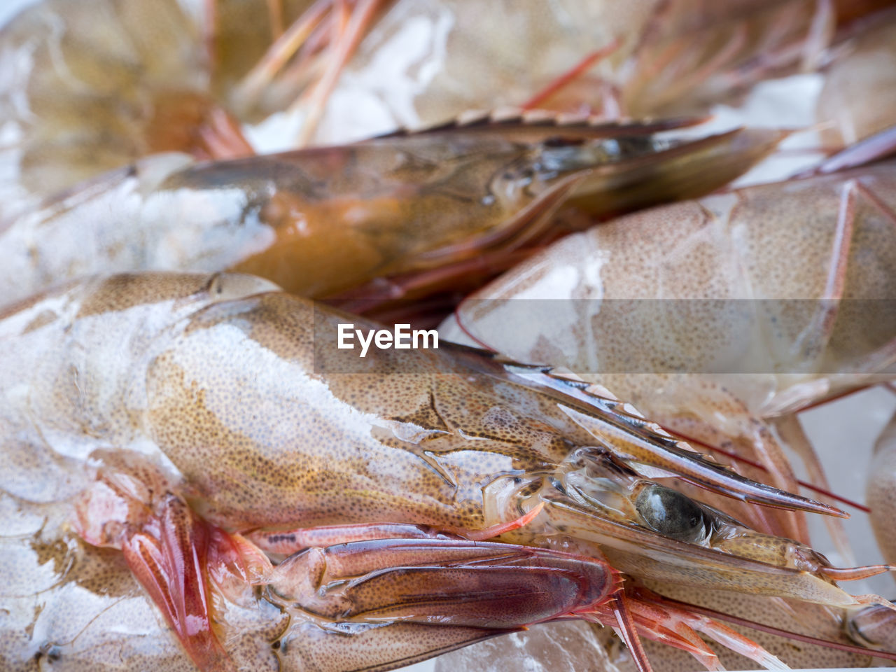 CLOSE-UP OF FISH FOR SALE