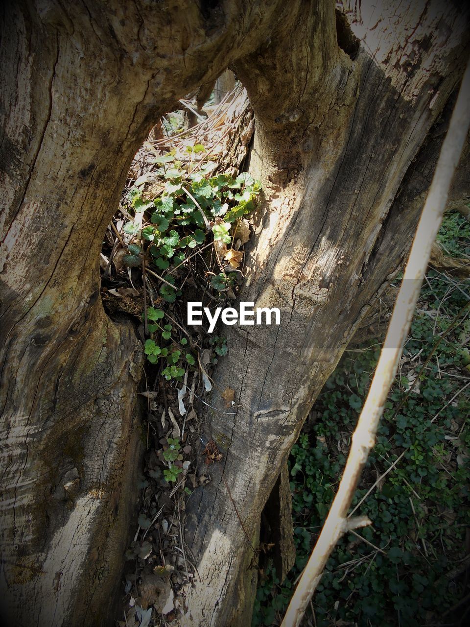 PLANTS GROWING ON TREE TRUNK