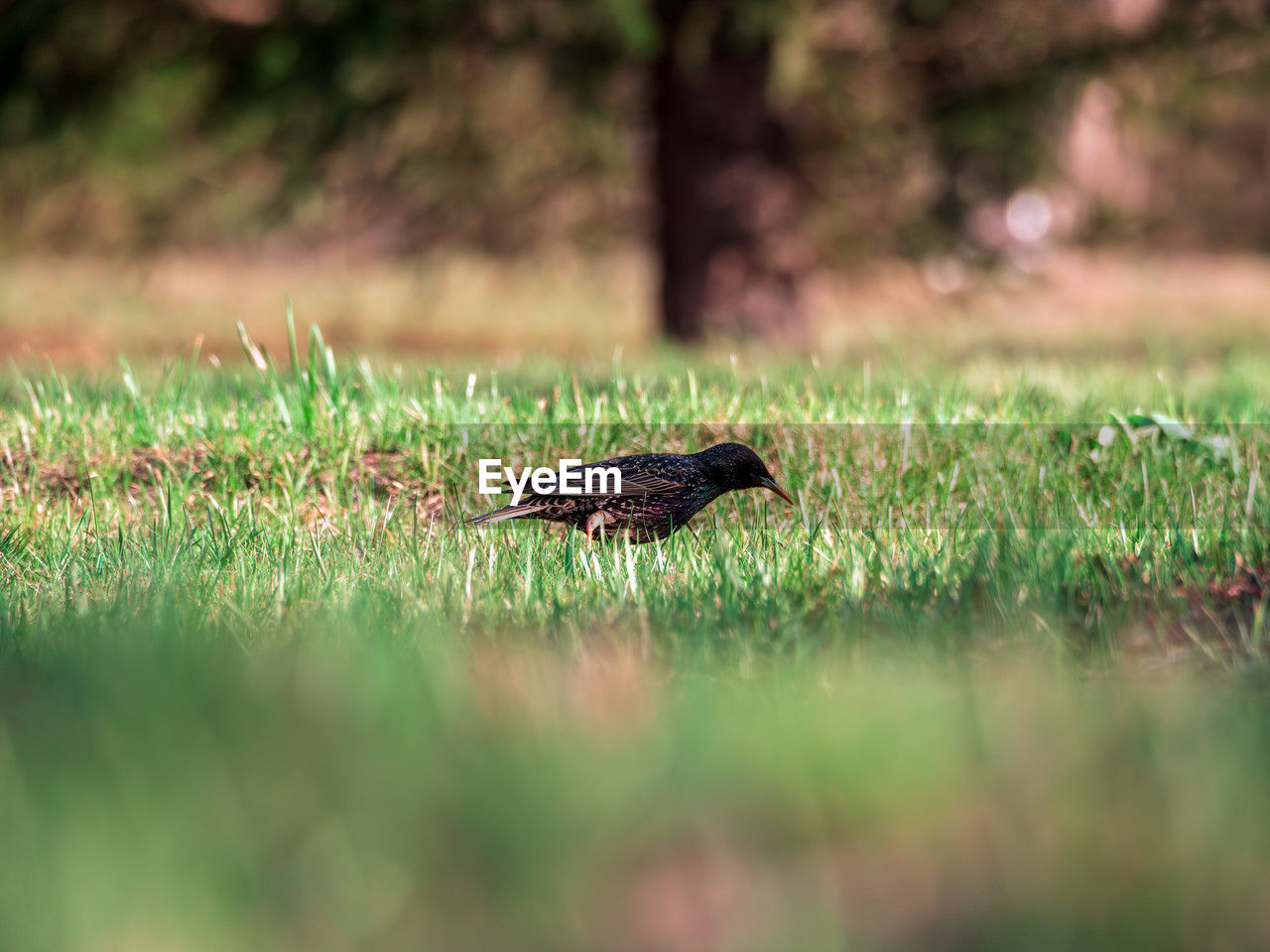animal themes, animal, nature, green, grass, animal wildlife, one animal, wildlife, bird, plant, selective focus, no people, lawn, outdoors, day, leaf, side view, land, meadow, prairie