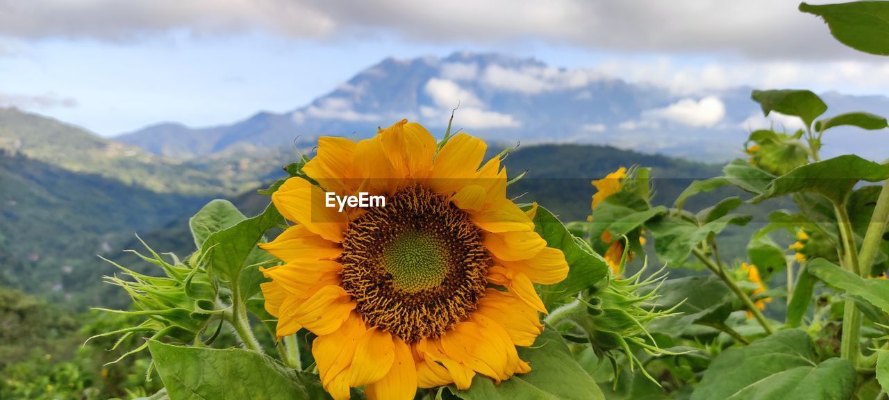 CLOSE-UP OF SUNFLOWER AGAINST YELLOW AND WHITE