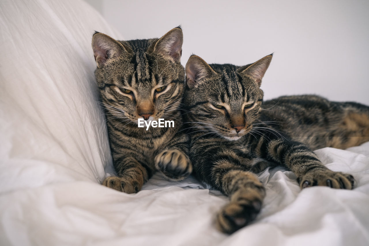 close-up of cat relaxing on bed