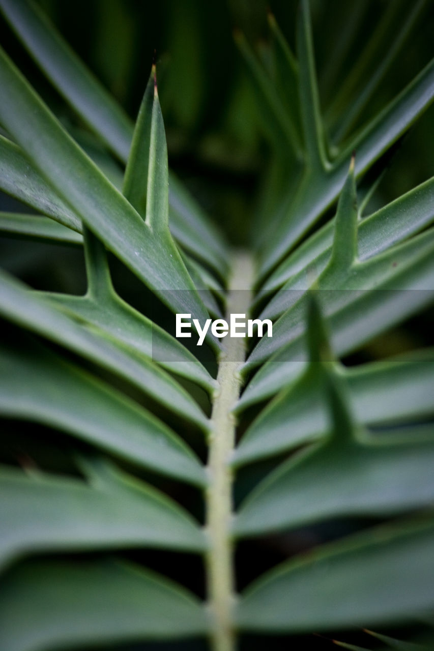 Full frame shot of plants