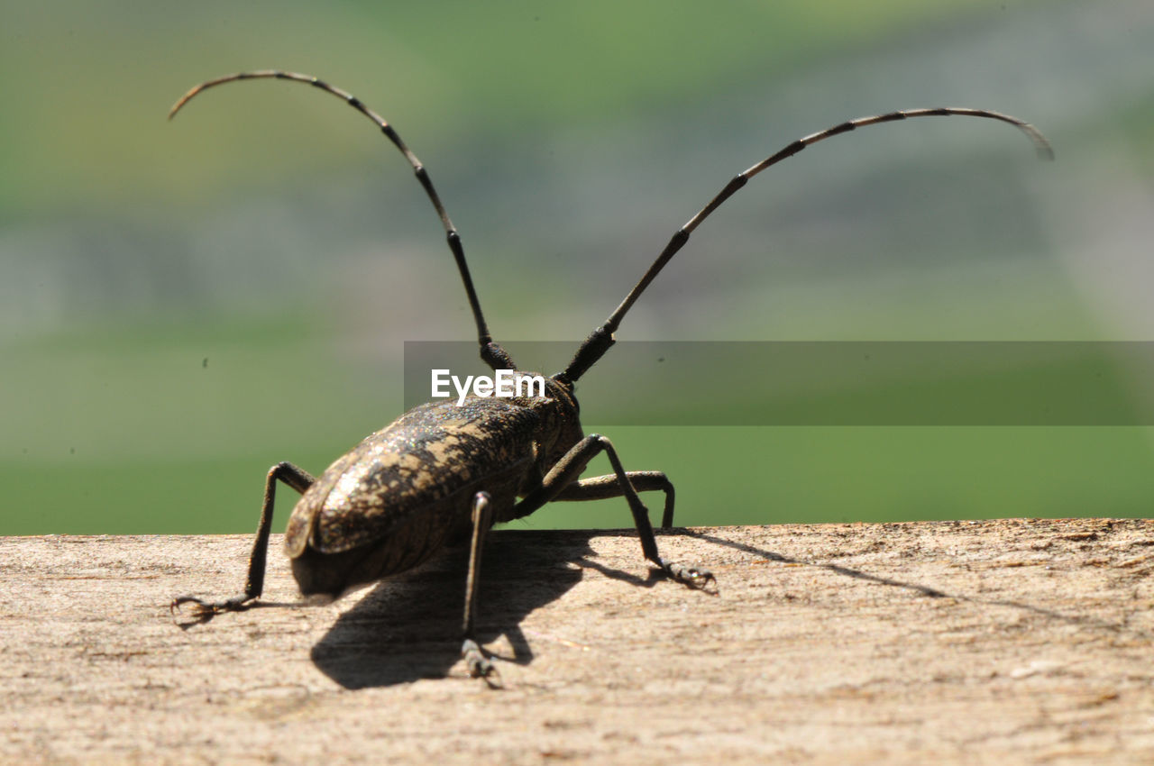 Rear-view close-up of bug