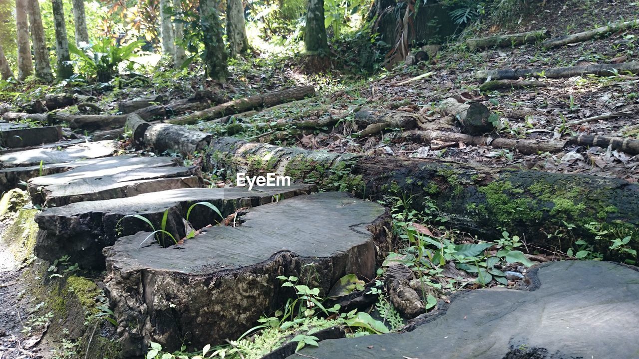 Trees stumps in forest