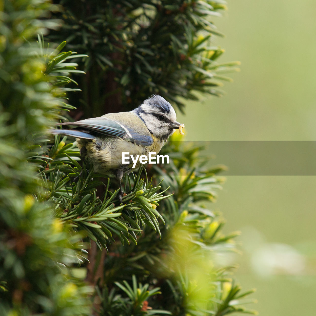Close-up of a blue tit perching on pine tree