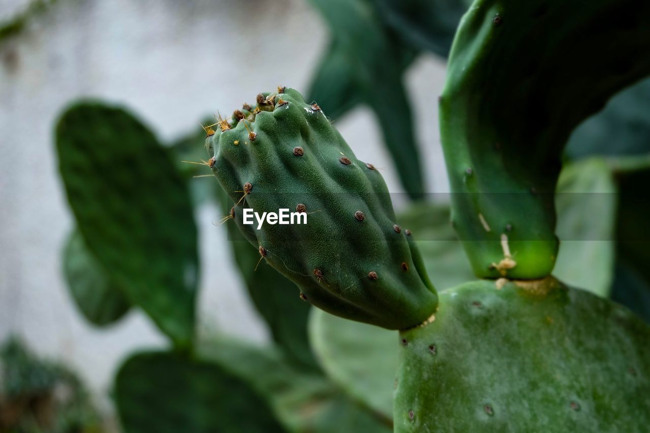 Close-up of prickly pear cactus