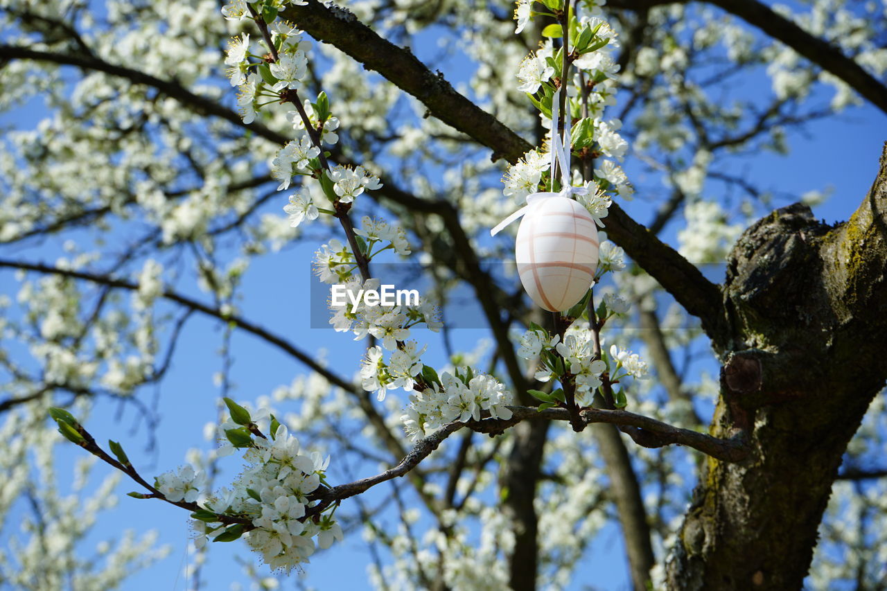 Low angle view of white flowering tree branch  decorated with  the white easter egg