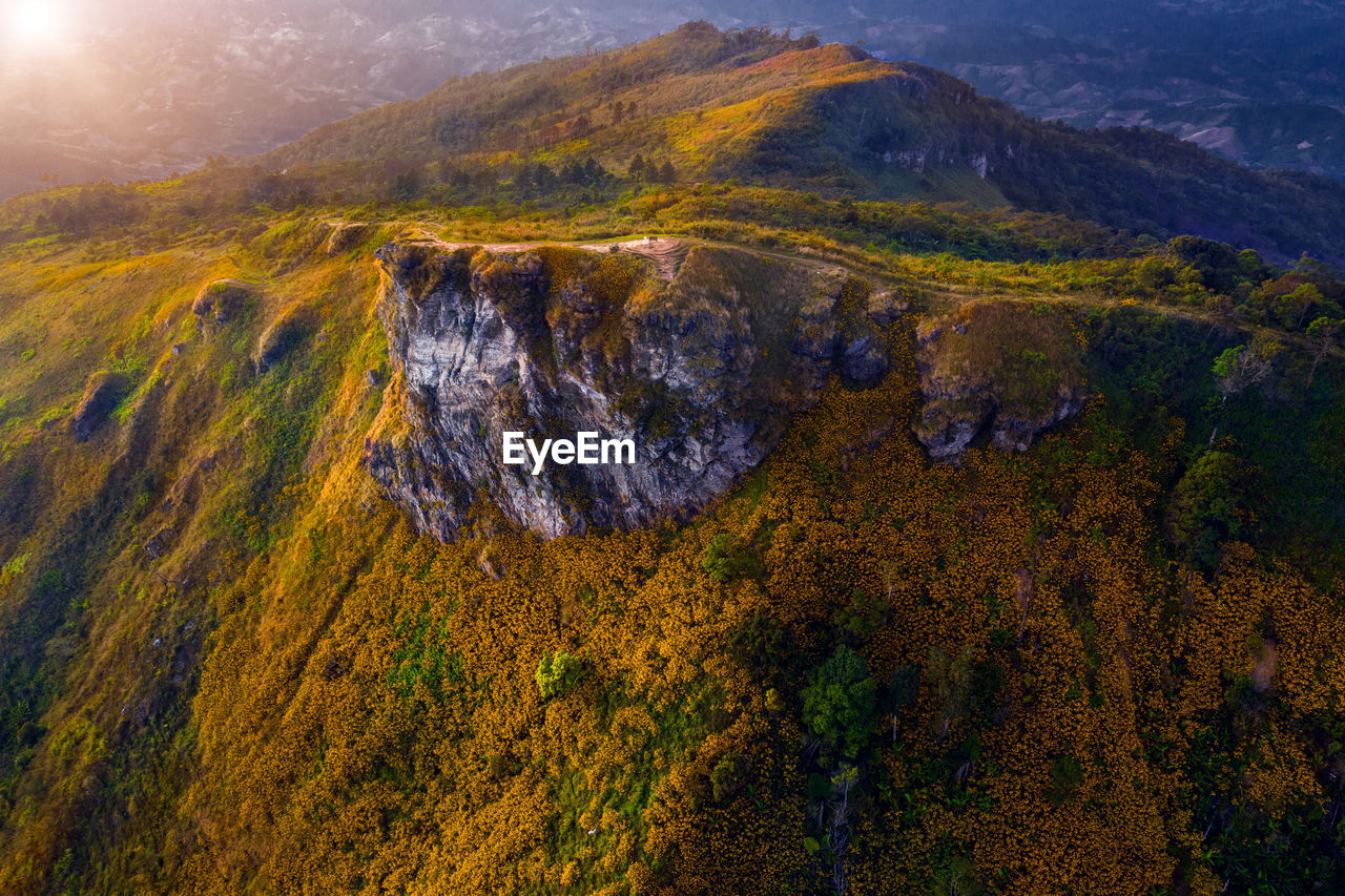 Tithonia flower at phu chi fah cliff, landmark of chiang rai, thailand