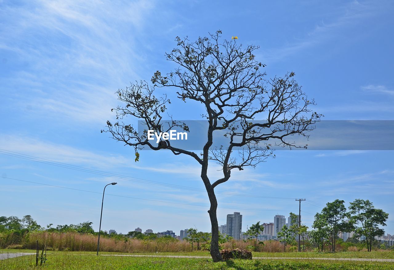 Tree on field against blue sky