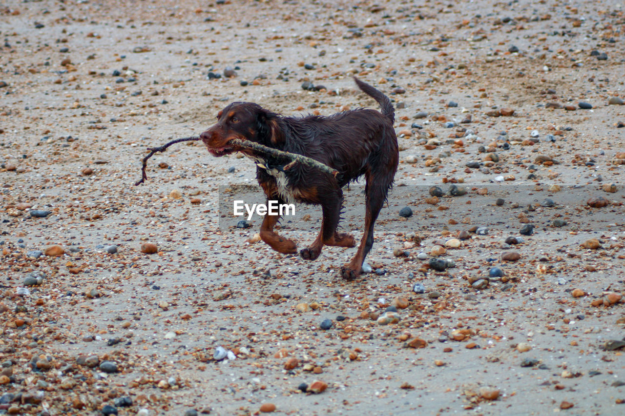 Side view of a dog on land