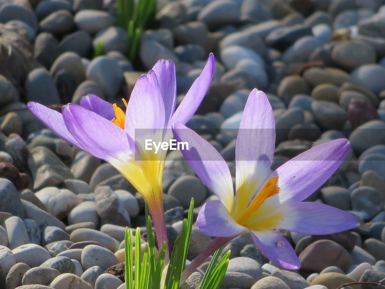 flower, flowering plant, plant, crocus, beauty in nature, freshness, purple, nature, close-up, petal, no people, fragility, iris, flower head, growth, water, inflorescence, outdoors, focus on foreground, day, land, springtime, pebble
