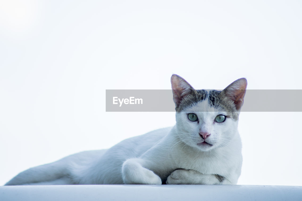 Portrait of cat sitting against white background