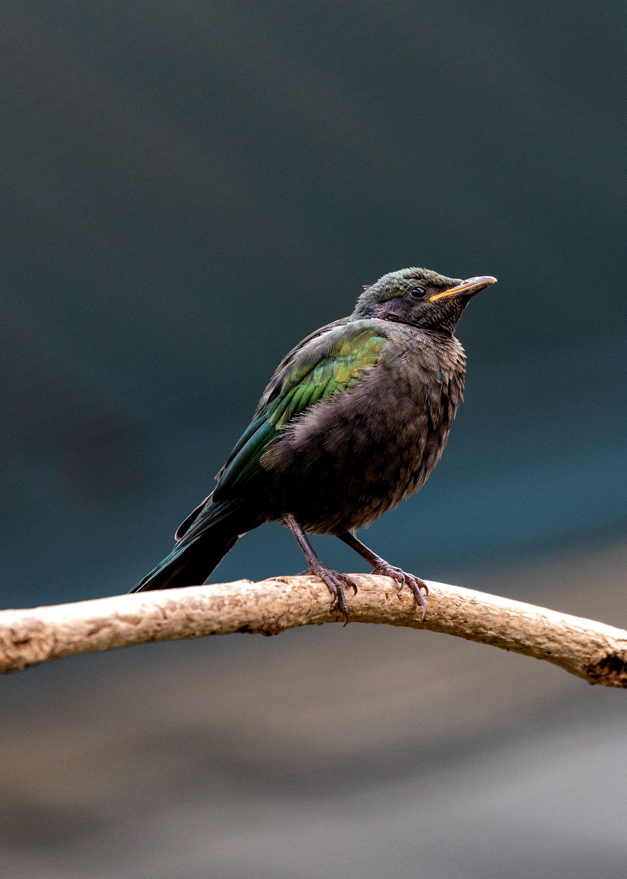 close-up of bird perching on tree