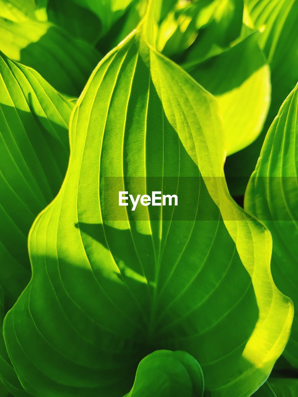 green, leaf, plant part, plant, yellow, flower, growth, nature, beauty in nature, close-up, no people, backgrounds, freshness, full frame, environment, sunlight, outdoors, aquatic plant, tree, leaf vein, tropical climate, botany, vibrant color, petal, plant stem, lush foliage, macro photography, pattern, foliage, food
