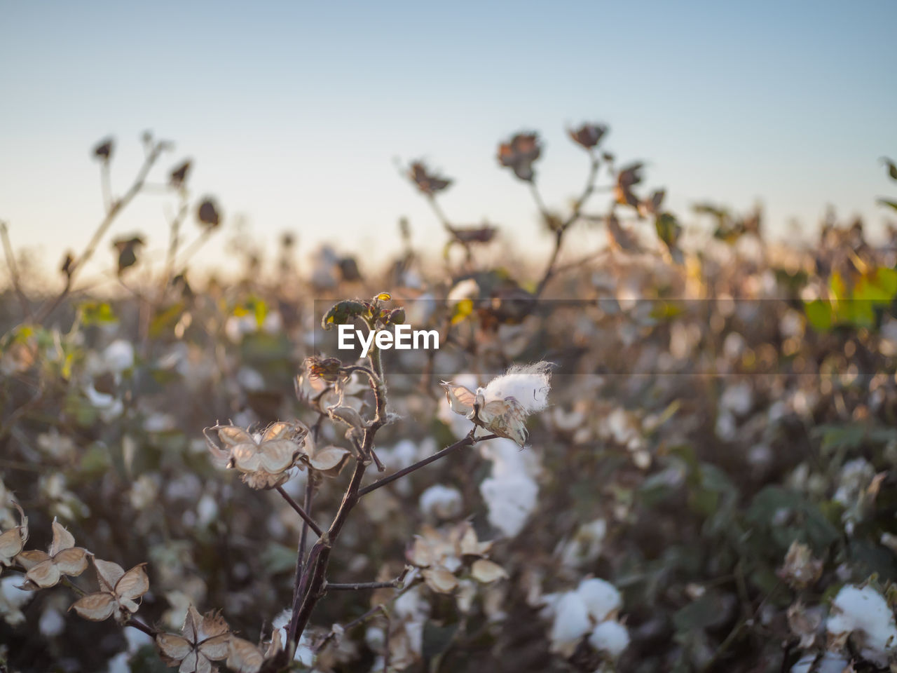 Cotton plant in evening sunshine 
