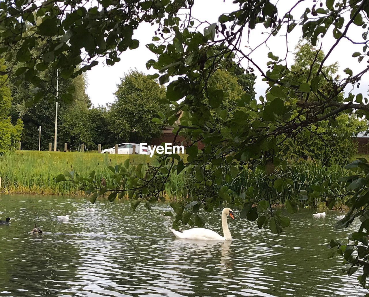 SWANS SWIMMING ON LAKE