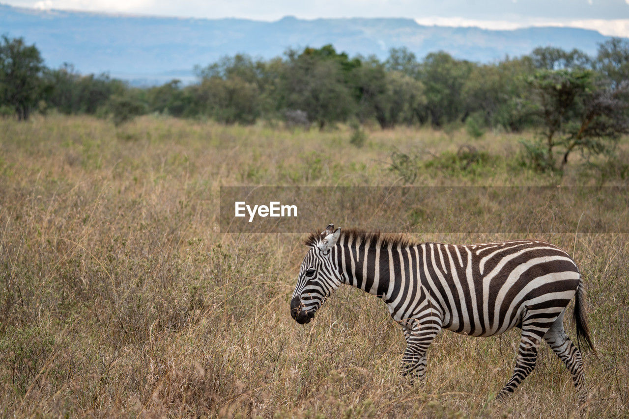 zebra standing on grassy field