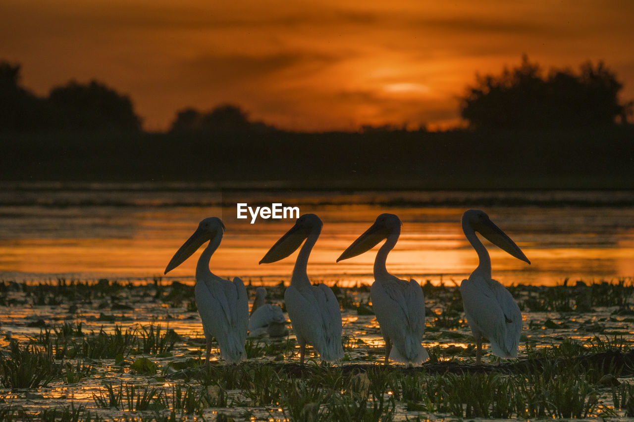 Pelicans in lake against orange sky during sunset