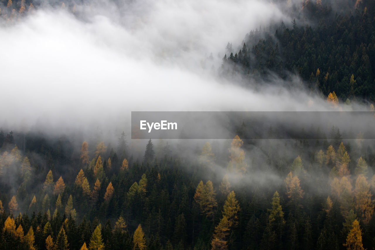 Panoramic view of pine trees in forest