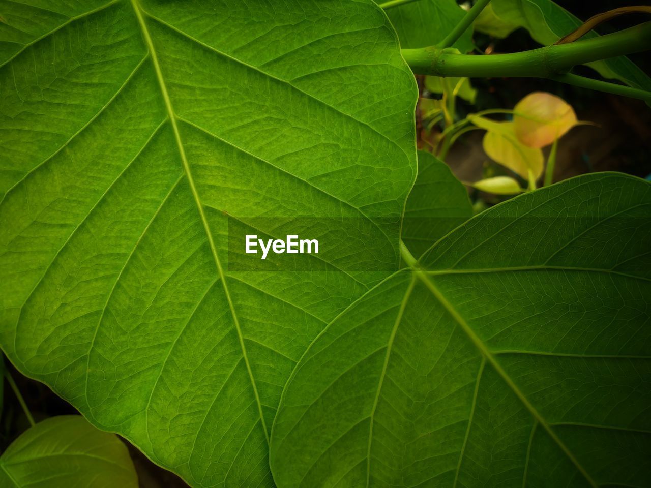 CLOSE-UP OF LEAVES