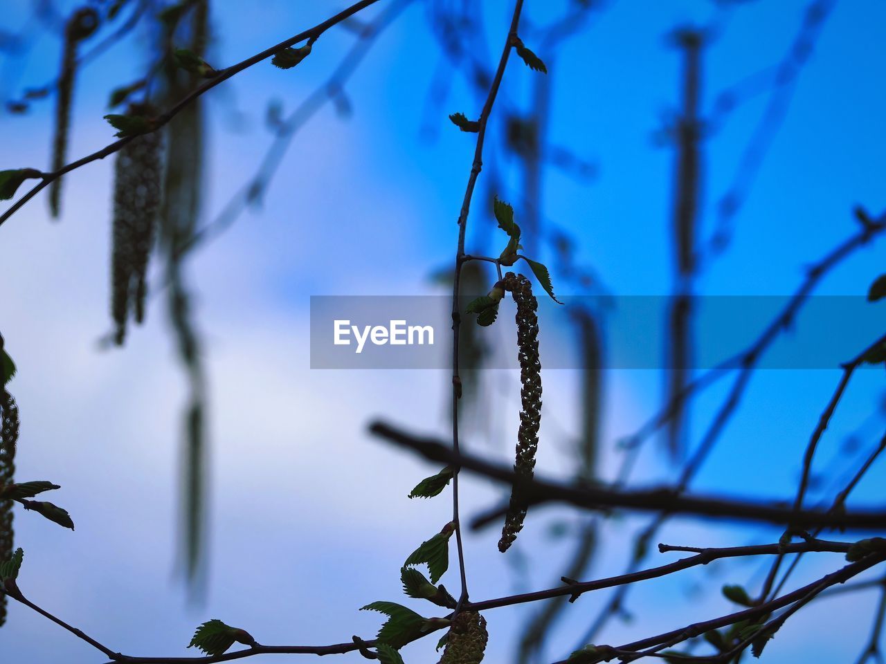 branch, nature, plant, tree, sunlight, leaf, blue, twig, sky, winter, no people, focus on foreground, flower, beauty in nature, outdoors, grass, plant stem, growth, day, tranquility, close-up, low angle view, spring, selective focus, plant part