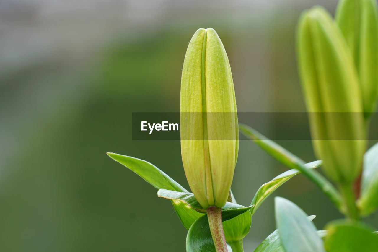 CLOSE-UP OF GREEN PLANT WITH BUDS