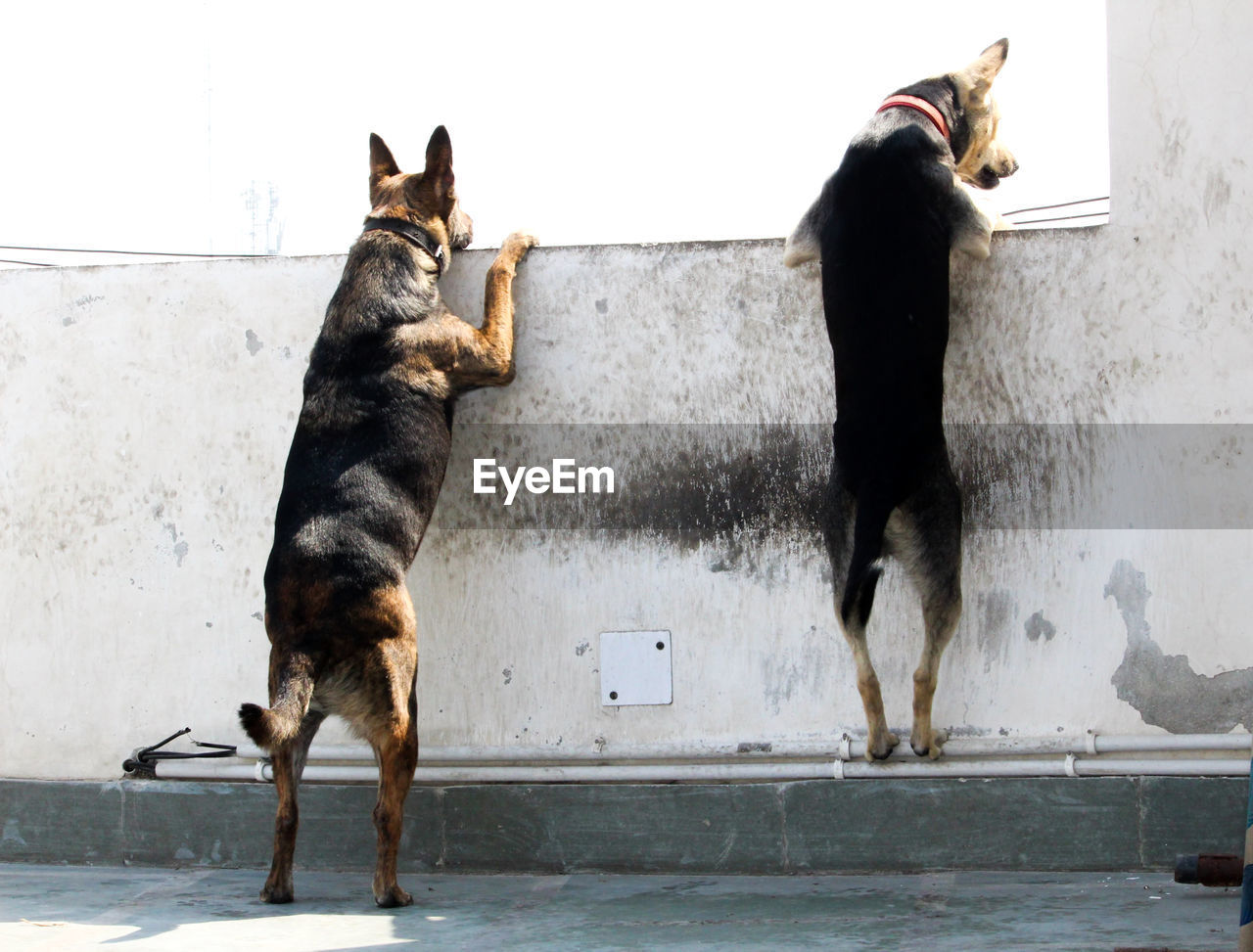 Dog standing against wall