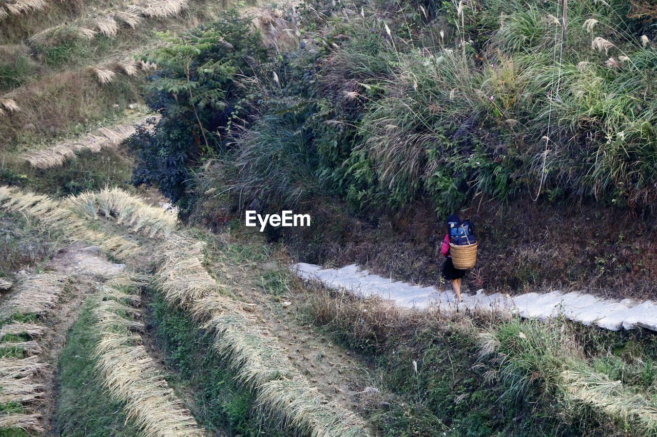 Person walking on steps by rice paddy