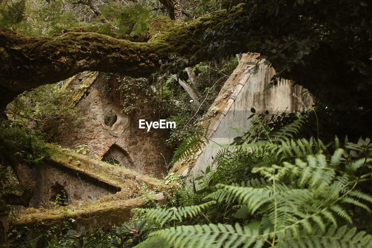 High angle view of trees on rock