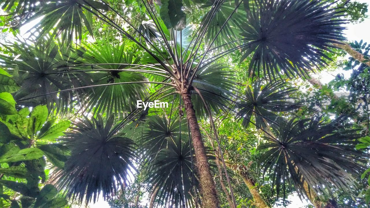 LOW ANGLE VIEW OF PALM TREE