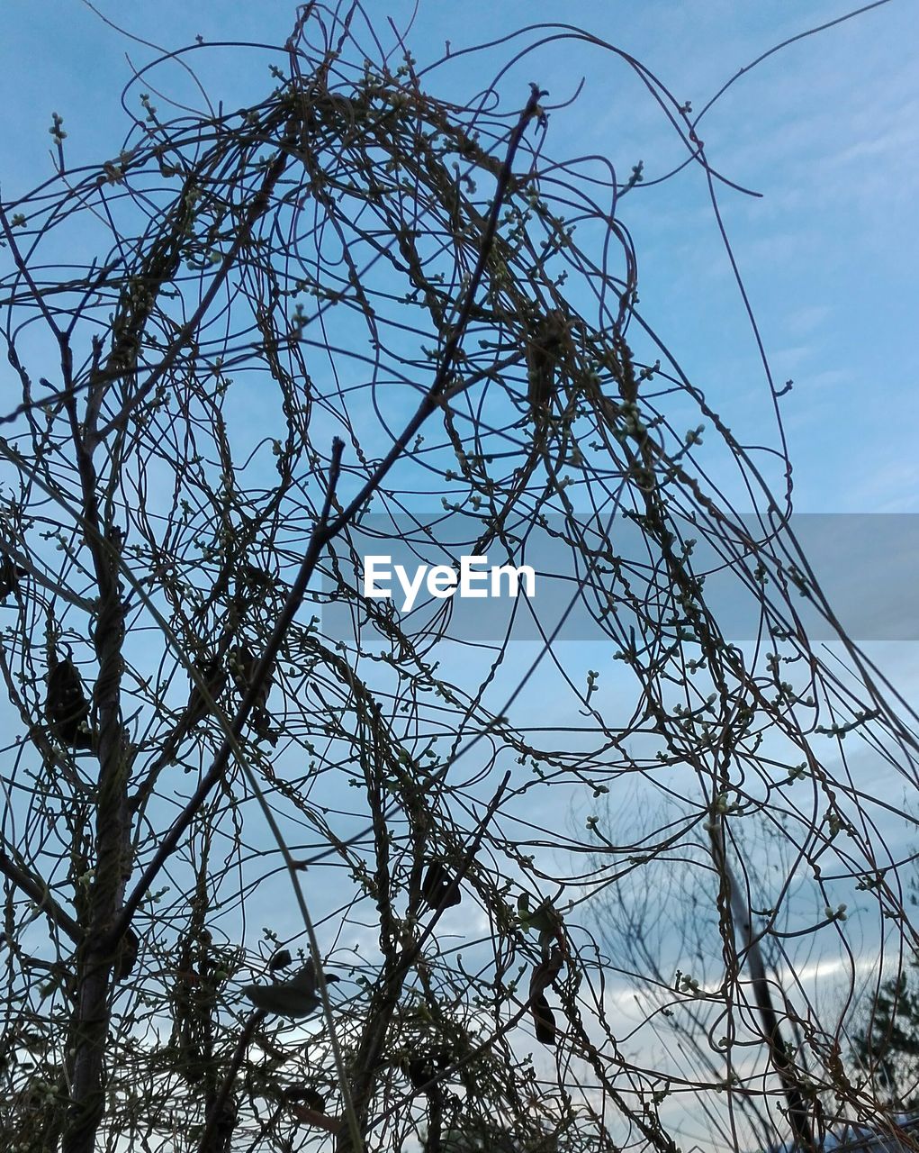 LOW ANGLE VIEW OF BARE TREES AGAINST THE SKY