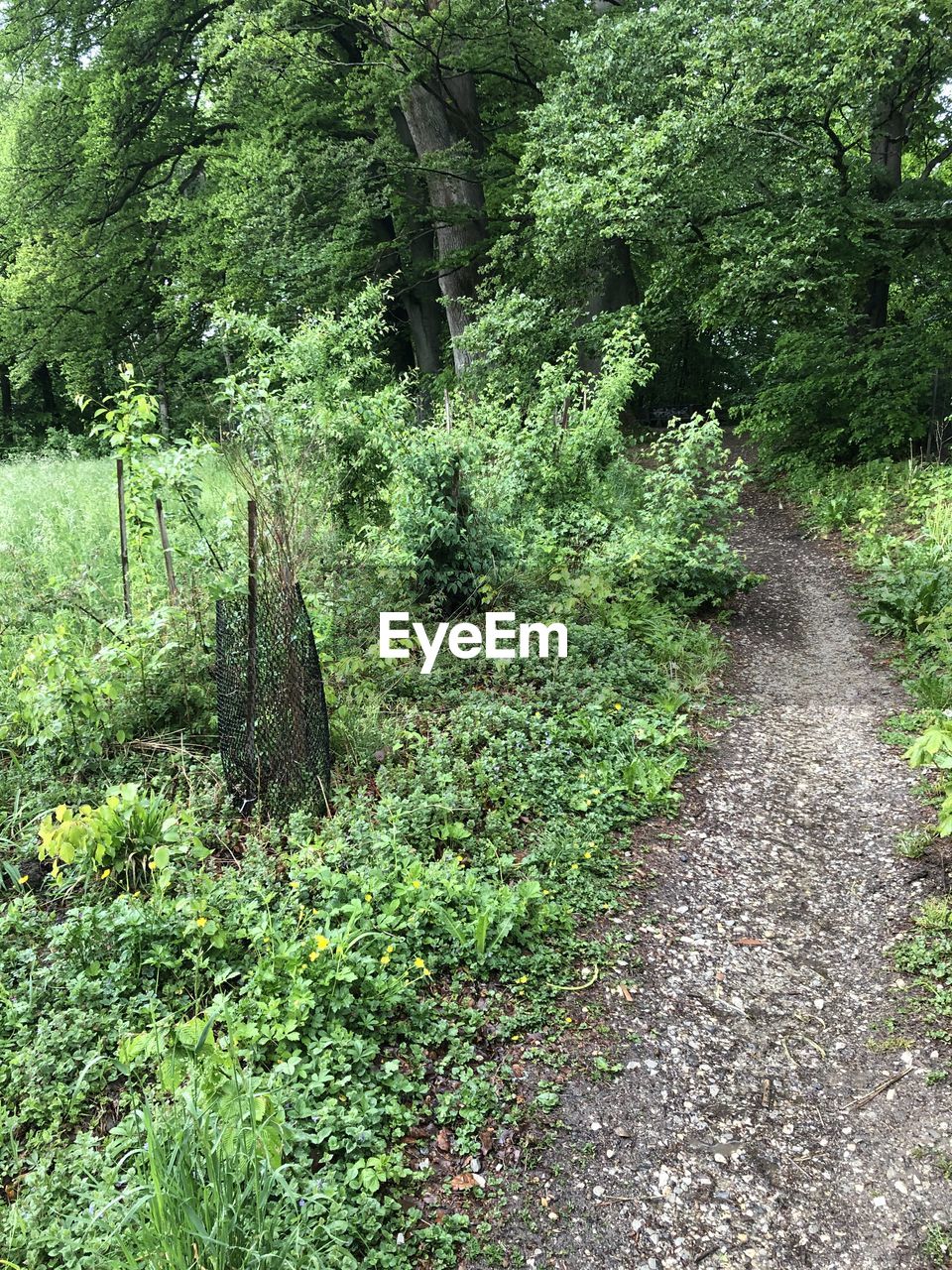 PLANTS GROWING ON FOOTPATH