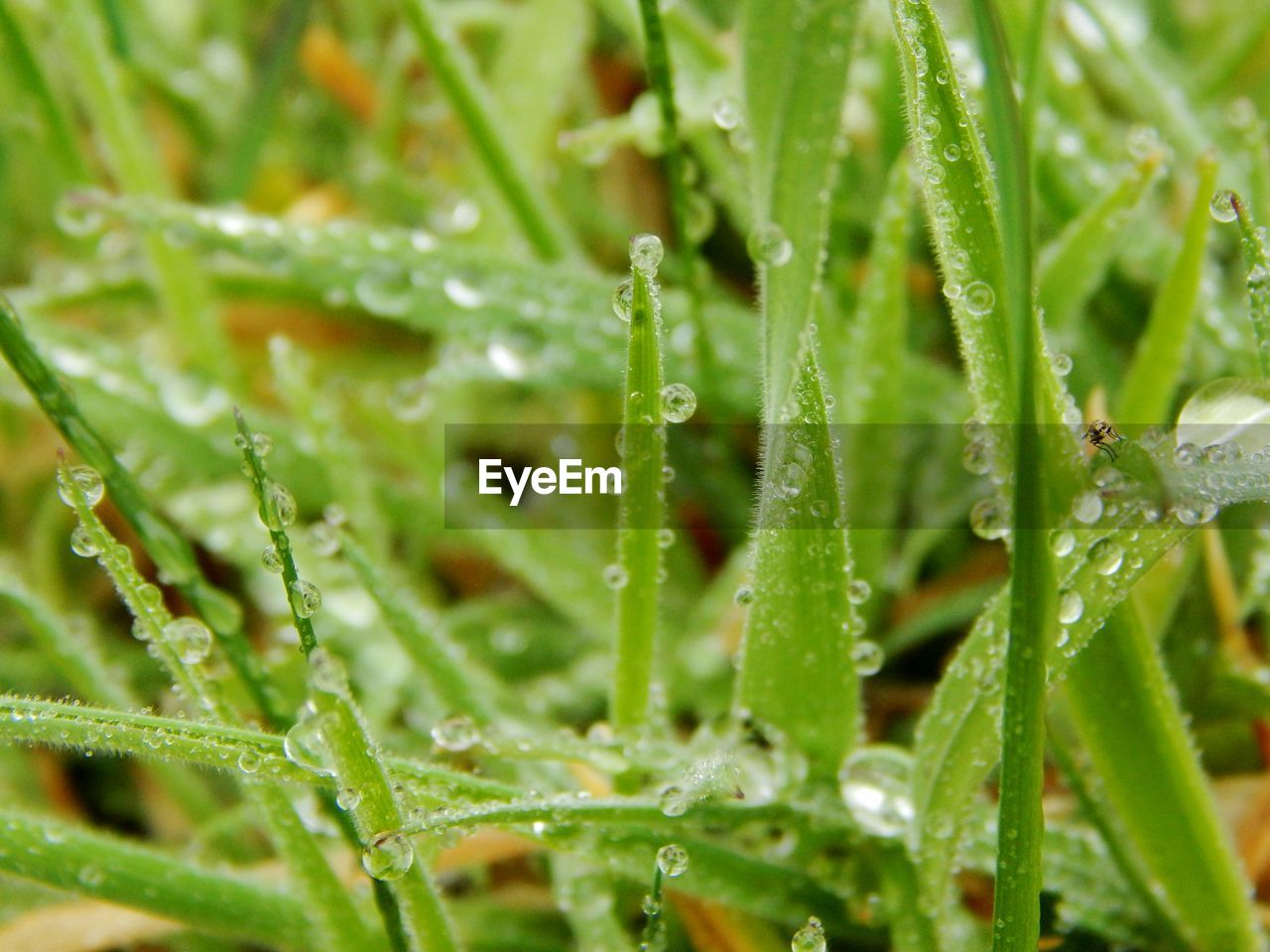 Close-up of raindrops on grass