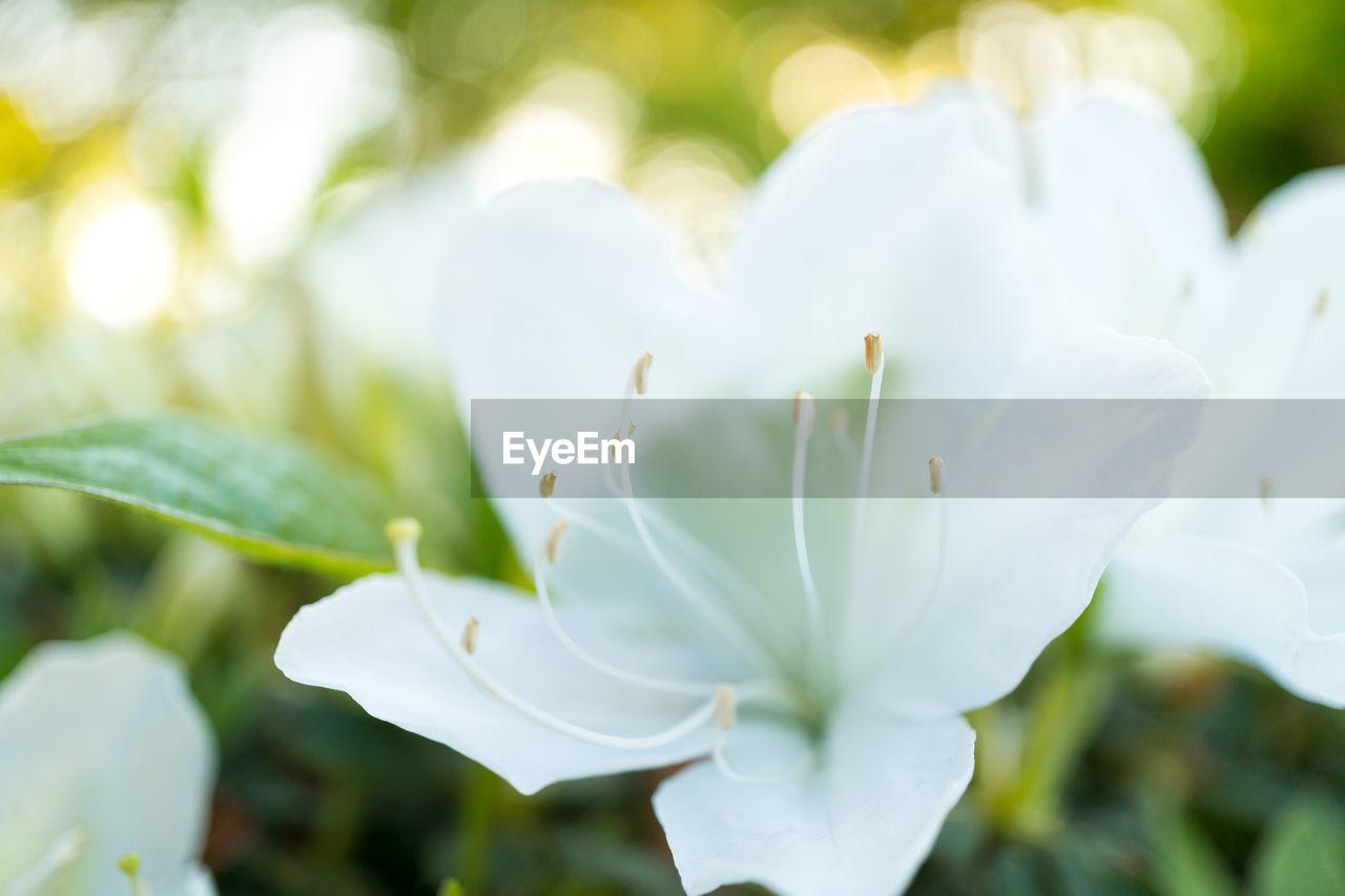 CLOSE-UP OF WHITE FLOWER WITH TREE