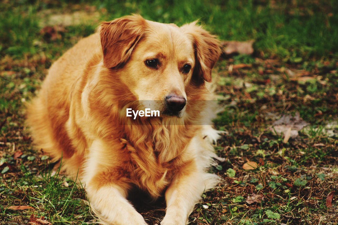 Portrait of dog sitting on field