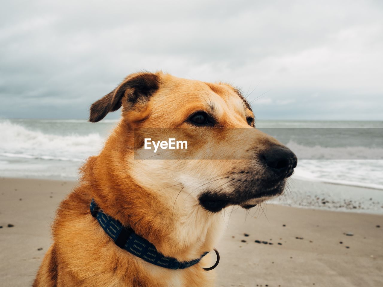 Dog looking away on beach