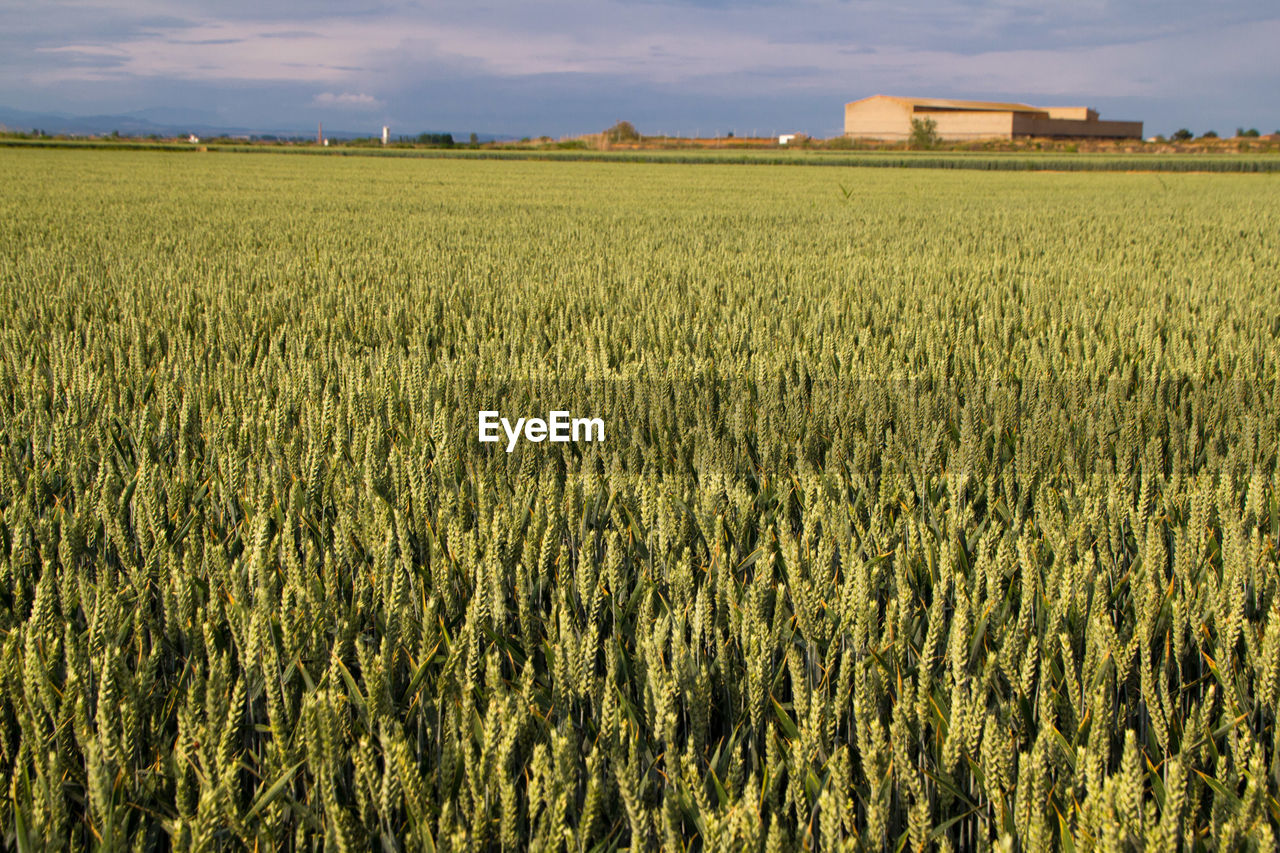 SCENIC VIEW OF AGRICULTURAL FIELD