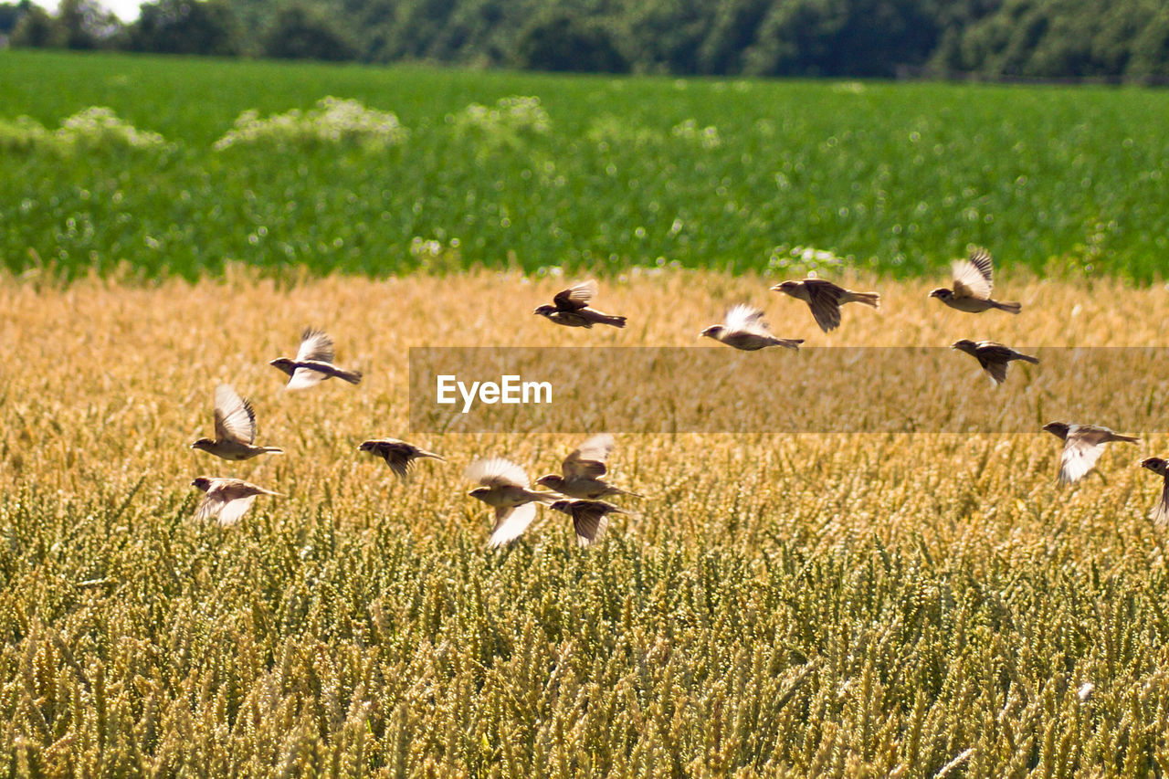 Flock of birds flying over rye field