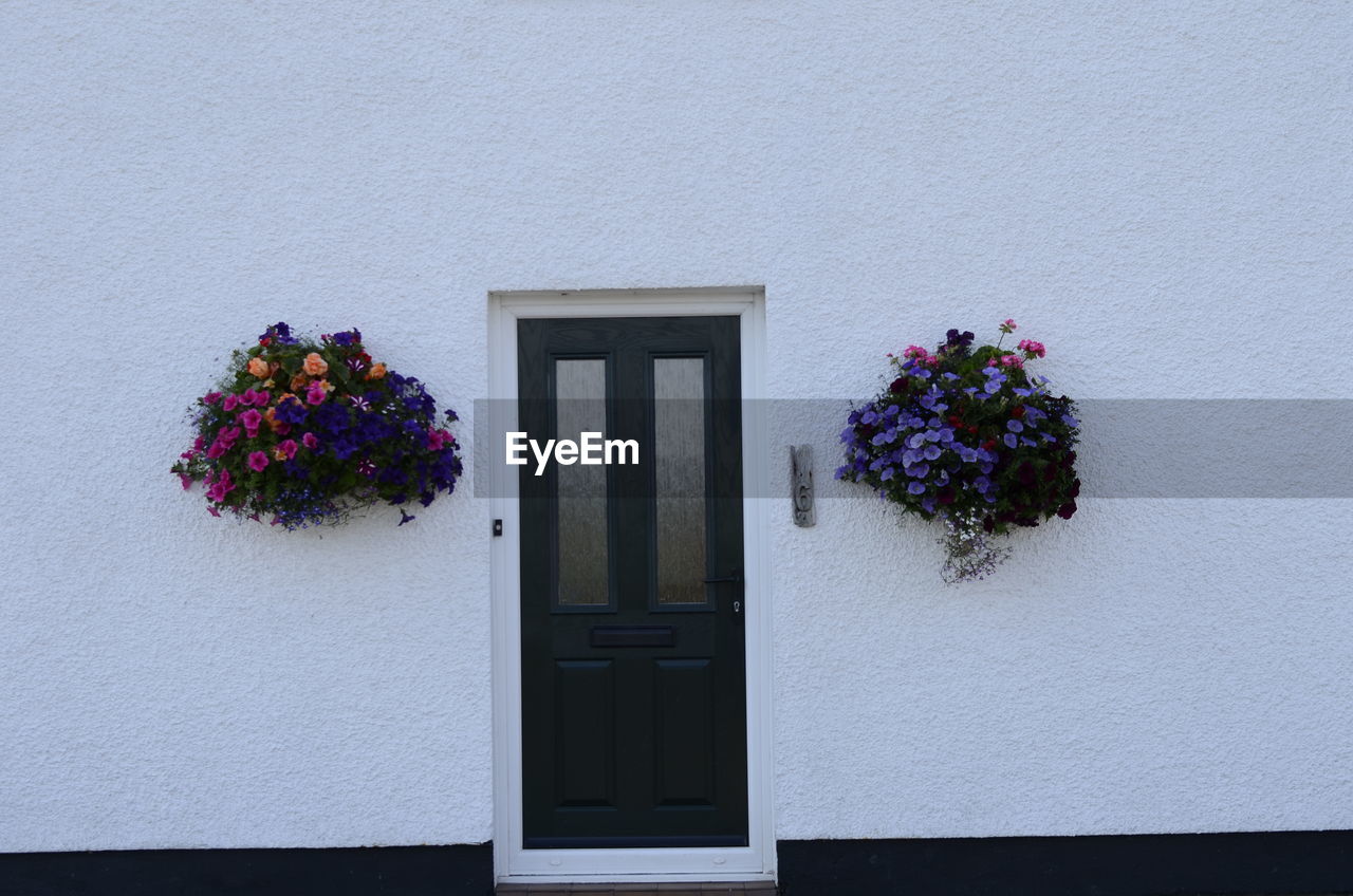 FLOWERS BLOOMING AGAINST WINDOW