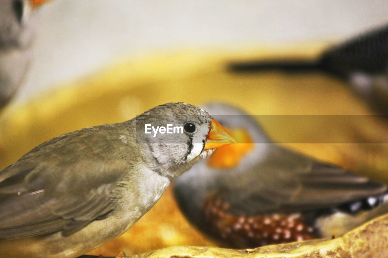 CLOSE-UP OF BIRD