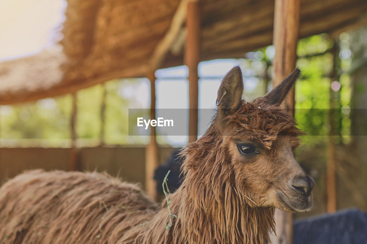 animal themes, animal, mammal, domestic animals, one animal, livestock, pet, animal wildlife, alpaca, agriculture, no people, nature, day, llama, animal body part, focus on foreground, farm, outdoors, wildlife, animal head, mane, portrait, working animal, brown, close-up, donkey