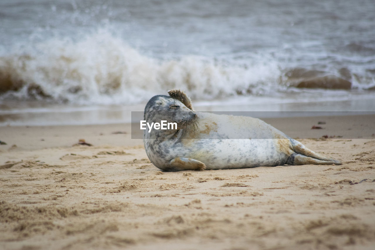 TURTLE ON BEACH