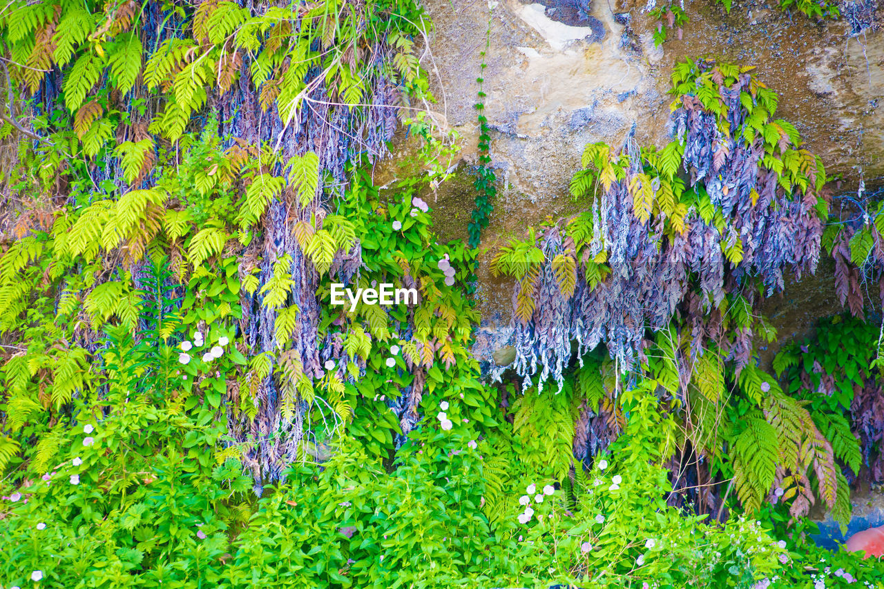 FULL FRAME SHOT OF PURPLE FLOWERING PLANTS AND TREES