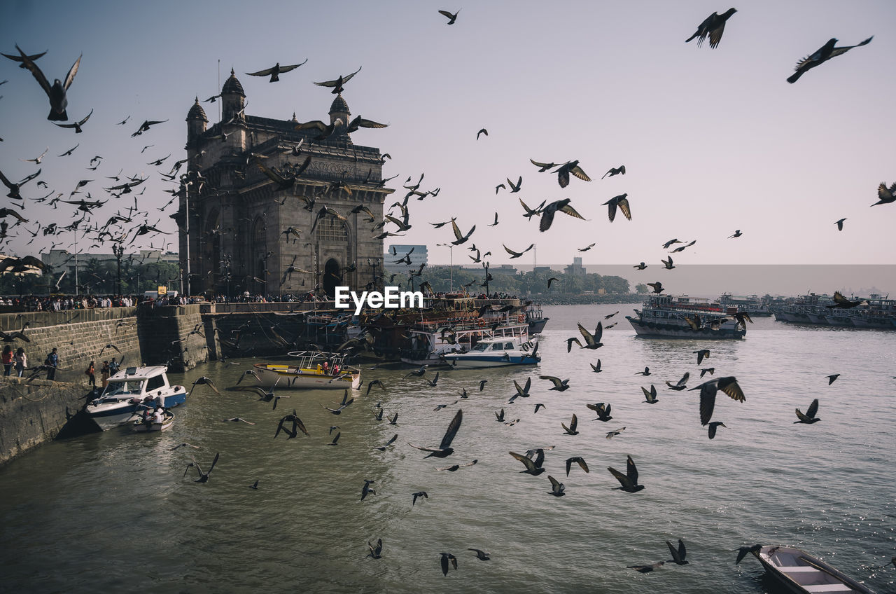 Pigeons flying against gateway of india