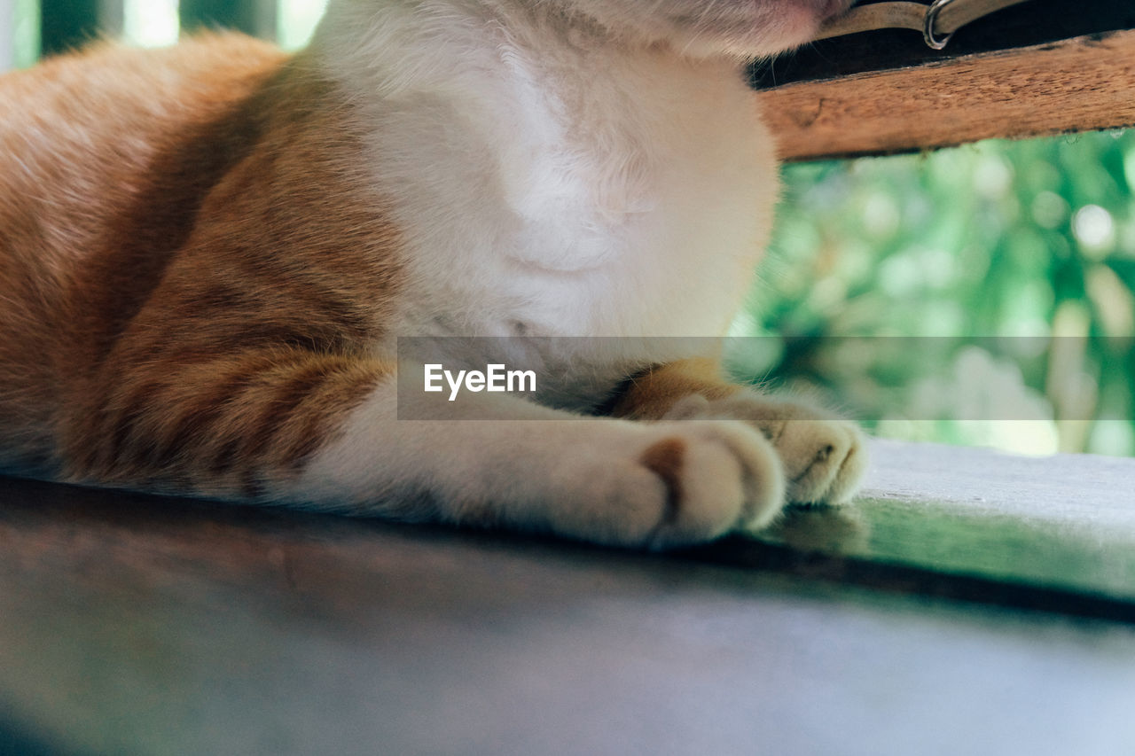 CLOSE-UP OF A CAT RESTING ON WOOD