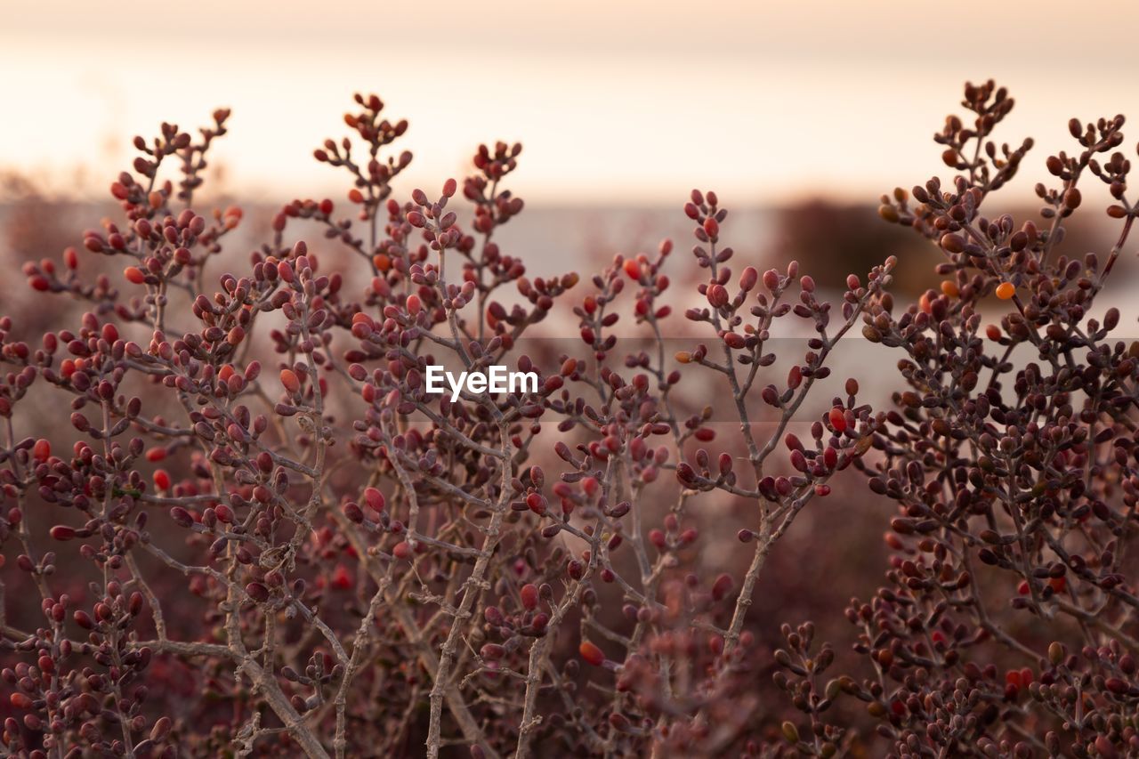 Close up photo of a red shrub at the beach at sunset