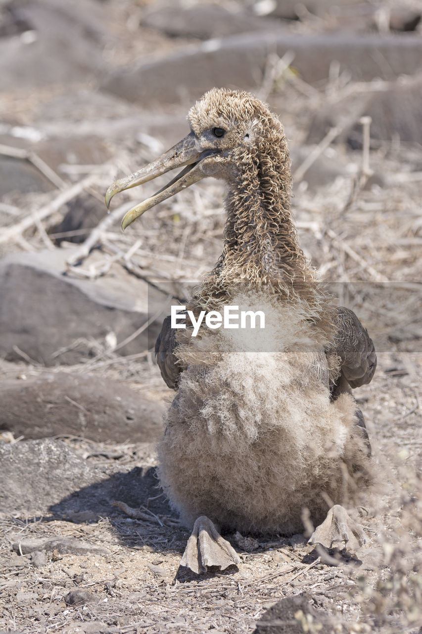 Baby galapagos albatross sitting in a nesting ground on espanola island in the galapagos