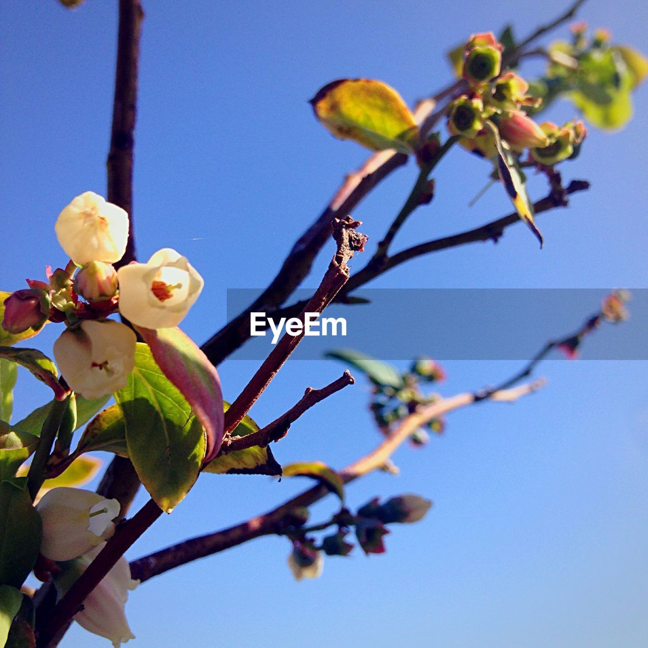 Low angle view of flowers blooming against clear blue sky